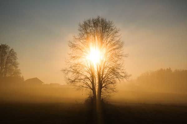 A lone tree stands silhouetted in a misty morning sunrise
