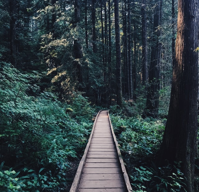 wooden path leading into a forest