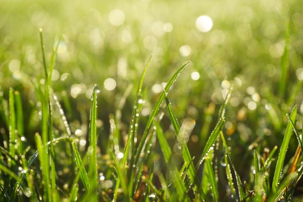 blades of green grass covered in dew drops