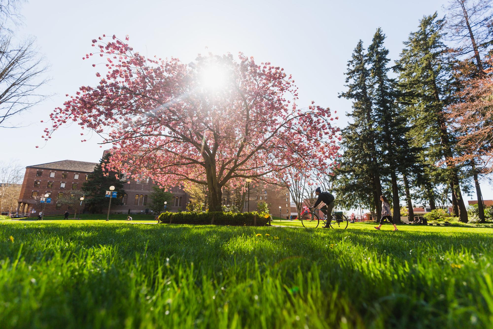 A cherry tree in bloom on Old Main Lawn at WWU