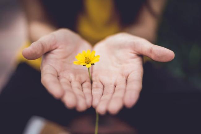 Two hands together and extended palm up holding a yellow flower