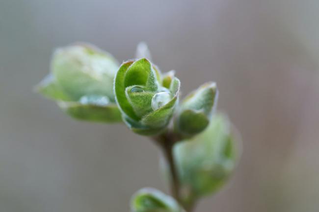 A green bud on a branch